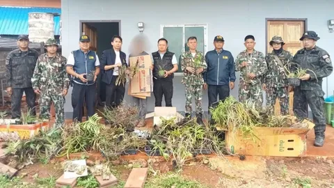 รวบหนุ่มค้ากล้วยไม้ป่าหายาก ยอมรับนำมาจากเขตรักษาพันธุ์สัตว์ป่าอุ้มผาง โทษหนัก