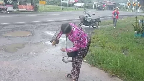 ลุงทำถุงใส่งูเหลือมขนาด 3 เมตร ตกกลางทาง สาวจับให้มือเปล่า บอกเรื่องจิ๊บๆ 