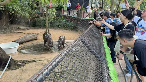 นักท่องเที่ยวคึกคัก แห่ฉลองวันเกิด "หมูเด้ง" ฮิปโปแคระเซเลบ ครบรอบอายุ 1 ปี