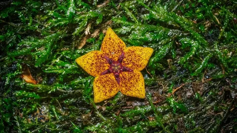 เปิดภาพ "พืชหายาก" หายเงียบจากบันทึกโลกนาน 113 ปี ปรากฏตัวกลางป่า จ.เชียงราย