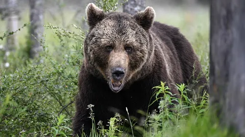 ฮอกไกโดประกาศเตือนภัย “หมีสีน้ำตาล” เป็นครั้งแรก หลังคนถูกทำร้ายดับ