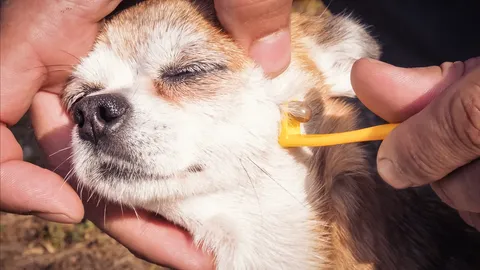 หมอยงเตือนภัยโรคร้ายจากเห็บ อาจทำให้เสียชีวิตได้