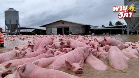 ทุกชีวิตมีค่า เร่งขนย้ายหมูกว่า 1,300 ตัว ออกจากพื้นที่น้ำท่วมเชียงราย