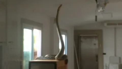 สาวผวา งูเหลือมยาว 5 เมตร หล่นจากช่องฝ้าเพดาน หวังกินแมวพันธุ์สก็อตติส