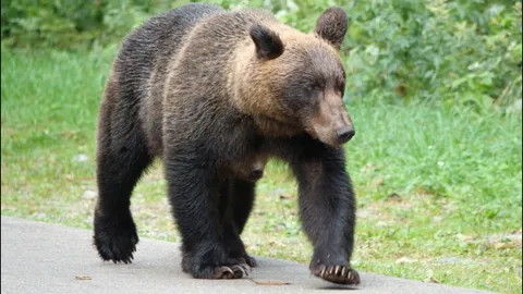 นักเดินป่าญี่ปุ่นเสียชีวิตหลังถูกหมีโจมตีในป่าฮอกไกโด