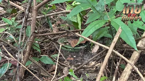 ตรวจพบทุ่นระเบิด PMN-2 ในจุดที่เจอทหารกัมพูชา หน่วย BHQ ดักซุ่มตรวจการณ์ฝ่ายไทย