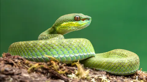 รู้จัก “งูเขียว” มีพิษ-ไม่มีพิษ มีกี่สายพันธุ์ พร้อมวิธีปฐมพยาบาลเบื้องต้น