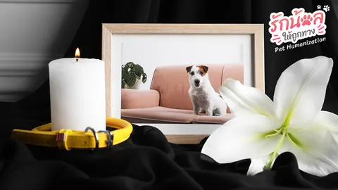 รวมพิกัดวัด และสถานที่อำลาเพื่อนรักสี่ขากลับดาวสวรรค์