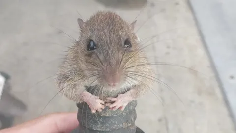 ช่วยหนูด้วย กู้ภัยฯ ใจดีช่วยชีวิต "หนูจอมซน" หลังมุดเข้าไปในท่อ แต่ออกมาไม่ได้