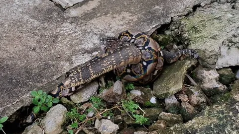กู้ภัยช่วย "งูเหลือมหิวจัด" รัดตะกวดหวังลากไปกินในรูแต่ตัวติดท่อ