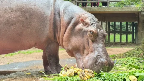 สวนสัตว์เปิดเขาเขียว จัดงานแซยิด “แม่มะลิ” ฮิปโปฯ ขวัญใจมหาชนอายุครบ 60 ปี