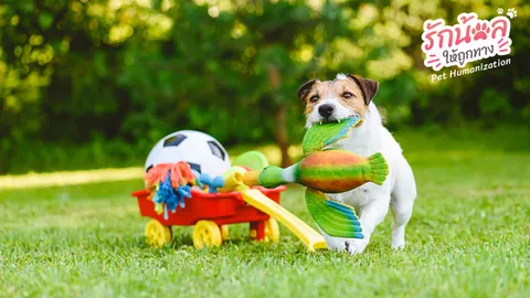 เช็กลิสต์ 10 ไอเทมที่ต้องมีให้พร้อมก่อนรับน้องหมา-น้องแมวเข้าบ้าน