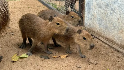 ได้ชื่อแล้ว "กิง ก่อง แก้ว" ลูกคาปิบารา 3 ตัวตึง แห่งสวนสัตว์เปิดเขาเขียว