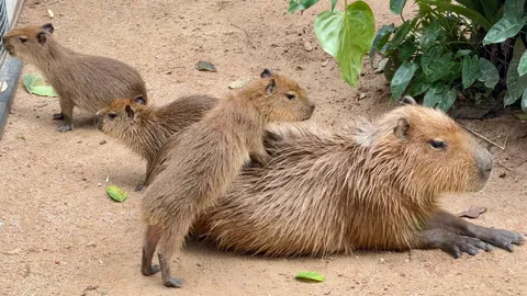 เปิดภาพความน่ารัก "กิง ก่อง แก้ว" 3 จิ๋วคาปิบารา เซเลบตัวตึงของสวนสัตว์เขาเขียว