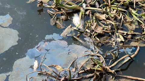 ขู่เชือดผู้รับเหมารถไฟฟ้าทำปลาตาย ให้เวลา 7 วันสางปัญหาน้ำปนเปื้อน ฝ่าฝืนสั่งหยุดก่อสร้าง