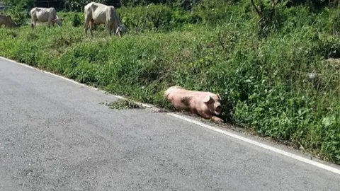 "หมูขาหัก" นอนเจ็บอยู่ข้างทาง คาดตกจากรถขณะส่งโรงเชือด พระเวทนา อาสารับไปดูแล