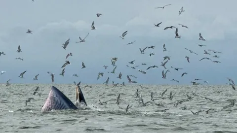 เปิดภาพความสมบูรณ์ ครอบครัว "วาฬบรูด้า" กว่า 10 ตัว โผล่หากิน แถวหาดบางแสน