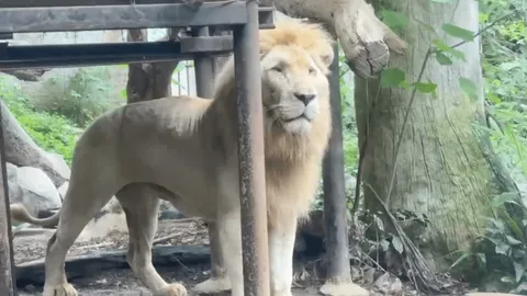 สวนสัตว์เปิดเขาเขียว ยันเลี้ยงสิงโตแบบปิด รับรองปลอดภัย เจ้าหน้าที่ดูแลเข้มงวด