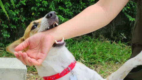 โดนหมา-แมว ข่วน กัด ต้องฉีดวัคซีนพิษสุนัขบ้าทุกครั้งหรือไม่ มีขั้นตอนอย่างไร