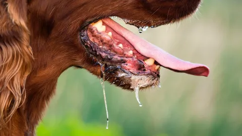 11 พื้นที่เสี่ยง เฝ้าระวัง "โรคพิษสุนัขบ้า" หลังพบคนถูกสุนัขติดเชื้อกัดที่ประเวศ