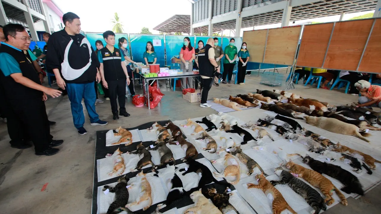 กรมปศุสัตว์ เร่งผ่าตัดทำหมันสุนัข-แมว คุมโรคพิษสุนัขบ้า
