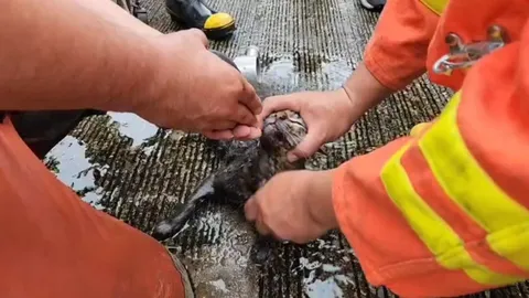 ไฟไหม้ร้านทำเบาะเสียหายหนัก ดับเพลิงช่วยชีวิตแมวรอดหวุดหวิด (คลิป)