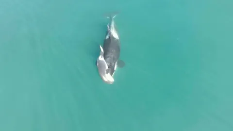 แม่วาฬเพชฌฆาตใจสลายแบกศพลูกน้อยว่ายวนในทะเลสหรัฐฯ