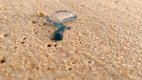 เตือนระวังพิษร้ายแรง แมงกะพรุนหัวขวด โผล่ริมหาดทะเลภูเก็ต 