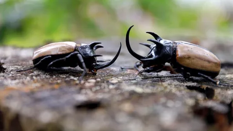 หาชมได้ยาก "ด้วงกว่าง 5 เขา" อัศวินนักสู้แห่งวสันตฤดู โผล่อวดโฉมที่ภูหินร่องกล้า