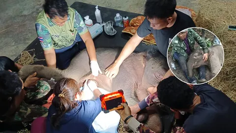 "น้องข้าวต้ม" เปิดต้นเหตุ ทางชัน-หลุมยุบ ลูกช้างป่าถูกทิ้งกลางทาง อ่อนแรงบาดเจ็บ