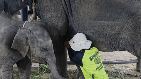 สวนนงนุชพัทยา เร่งส่ง "น้ำนมทองคำเหลว" ช่วย "น้องข้าวต้ม" ลูกช้างป่าพลัดหลง