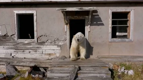 ตะลึง ฝูงหมีขั้วโลก บุกยึดสถานีวิจัยร้างของรัสเซีย