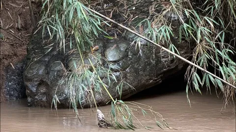 ตะลึงพบหินคล้ายงูยักษ์บึงกาฬ โผล่ข้างลำน้ำเข็ก เขาค้อ ใกล้กันมีวังน้ำวนแปลกตา