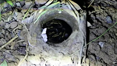 คอหวยทำพิธีขอเลขเสี่ยงทาย "พญาบึ้ง" งวดนี้ไม่ผิดหวังได้เลขสวยมาลุ้นรวย