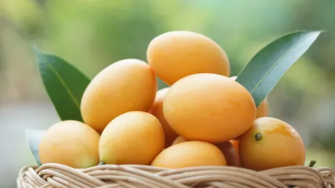 รู้จัก "มะยงชิด" ประโยชน์ และโทษที่มีอะไรบ้าง กินเยอะได้หรือไม่