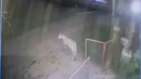 เปิดนาที “สิงโต” เดินออกจากบ้านหลังโซ่ที่ล่ามหลุด ก่อนไปทำร้ายเด็กวัย 11 ขวบ