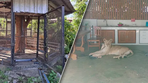 สรุปเหตุระทึก "สิงโต" สัตว์เลี้ยงอินฟลูฯ หลุดทำร้ายเด็กวัย 11 ขวบบาดเจ็บ