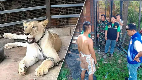 เอาผิดหนุ่มอินฟลูฯ ทําสิงโตกัดเด็ก เลี้ยงหลุดกรง ไล่ขย้ำรวม 2 คน ต้องยิงยาสลบ (คลิป)