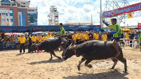 เริ่มแล้ว ประเพณีวิ่งควาย จ.ชลบุรี ครั้งที่ 154 คาดเงินสะพัดไม่ต่ำกว่า 10 ล้าน