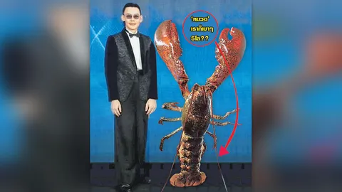 “หนวดกุ้ง”