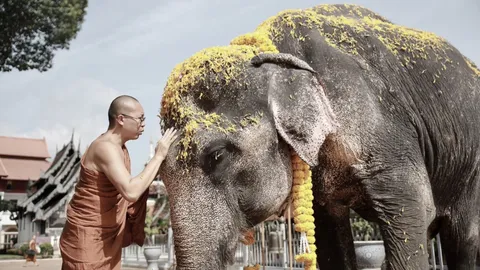 ปิดตำนาน "พลายบุญแสน" ช้างมรดกของแผ่นดิน ล้มลงอย่างสงบในวัย 61 ปี