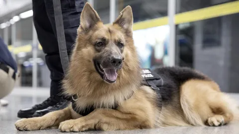 สุดเศร้า "ซาโบ้" สุนัขตำรวจ K9 ขวัญใจผู้ใช้รถไฟฟ้า กลับดาวหมาแล้ว