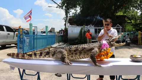 สท.แดง เตรียมจัดพิธีเบิกเนตร ร่างสต๊าฟ "ไอ้ทอง" จระเข้แสนรู้ ส่องขนาดได้เลขเด็ด