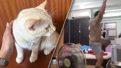 ร้านเจ้เล้ง ไล่ออก "พนักงานชาย" เตะแมวจนปลิว ล่าสุดเจ้าเหมียวปลอดภัย