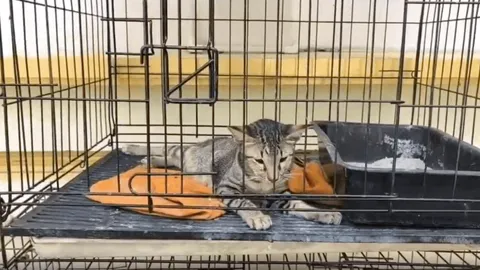 หลวงตาวอนช่วยด้วย "หัดแมว" ระบาด ไม่ถึงเดือน แมวในวัดตายเกลื่อน