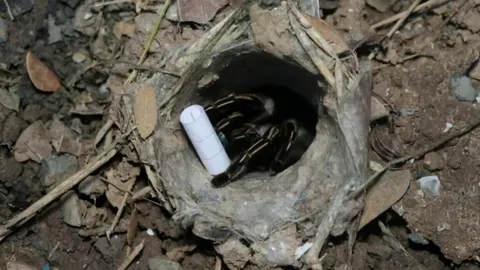 คอหวยทำพิธีเสี่ยงทาย “พญาบึ้ง” ดันเลขเด็ดออกจากรู หวังนำไปลุ้นโชคงวด 16/10/68