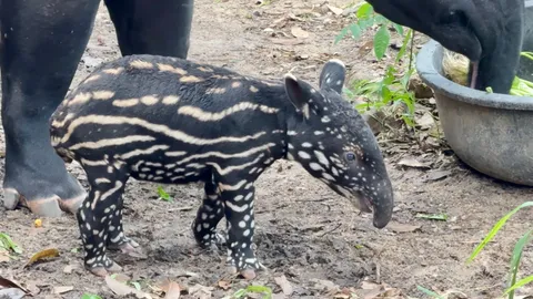 สวนสัตว์เขาเขียวต้อนรับ “ลูกสมเสร็จ” ลายแตงไทย สมาชิกใหม่ รับปิดเทอม พร้อมชวนเด็กชมฟรี 23 ต.ค. นี้