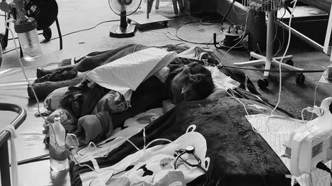 กลับดาวแล้ว "ลูกช้าง" ผ่าตัดขาหน้า หลังถูกแม่เตะหัก สัตวแพทย์ยกเป็น "ครู"