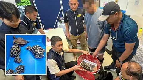 จับ 3 ไต้หวัน ค้าสัตว์แปลก "เต่า" หายาก! "กิ้งก่าจระเข้" วางยาจับมัดซ่อนรอบขา คาสนามบิน