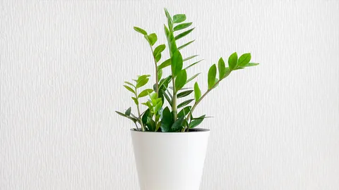 5 ต้นไม้มงคล เสริมดวงบ้านหรือออฟฟิศ เรียกทรัพย์ วางถูกวิธีมีแต่เฮง!